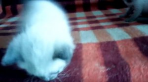 3 кота 3 хвоста