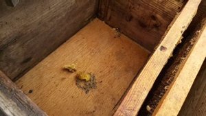 Варре, эксперимент, фокус не удался!