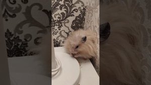 Как хомяк ест семечки