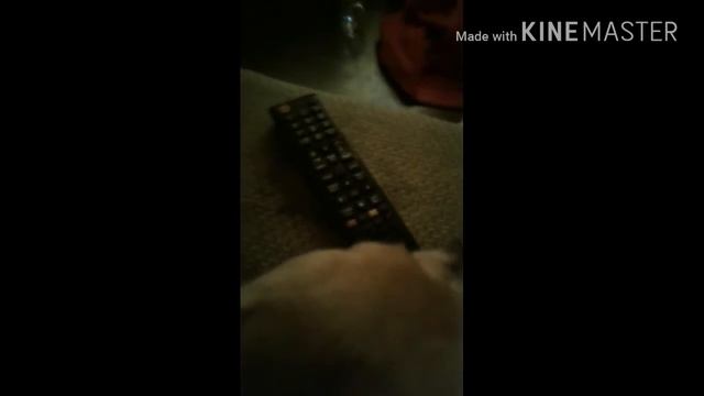 Тайная жизнь домашних животных смотреть онлайн