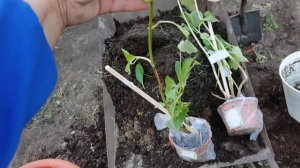 Цветы любят хорошую землю/ новые гортензии расстроили/ обработка железным купоросом