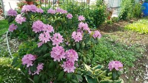 РОДОДЕНДРОН красивый кустарник в саду