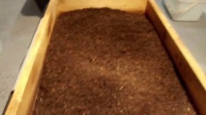 Ручная прасейка коконов ( мой способ ) .