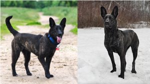 История щенка из приюта: что было после того, как собачку забрали домой?