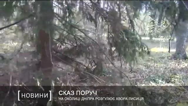 На околиці Дніпра розгулює хвора лисиця смотреть онлайн