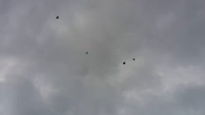 20.04.18. Приподняли голубей у Урузмага.