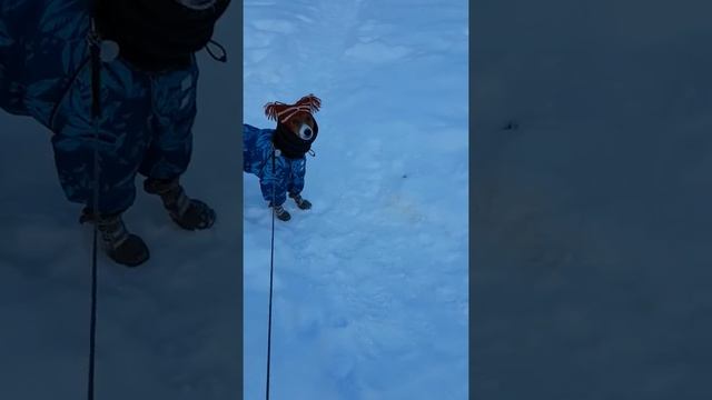 Шапочки для басенджи смотреть онлайн