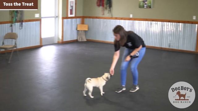 Dog Training Tips: Recall Games - Toss the treat & Back and Forth | Dog Behavior & Training смотреть онлайн