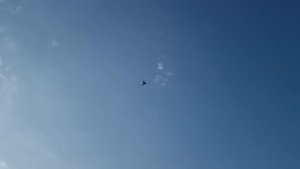 Голуби Санжара Турецкая такла