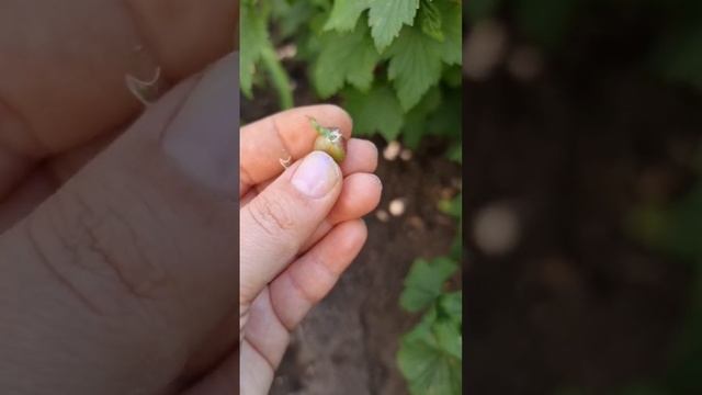 кто ест урожай ягод смородины и крыжовника 🐛 #садогород #смородина #крыжовник