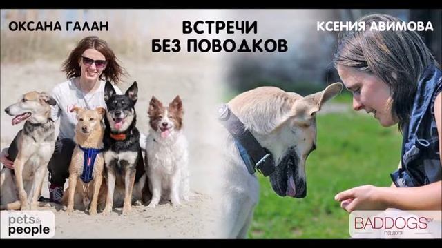 Встреча без поводков №3 | Моя вторая собака смотреть онлайн