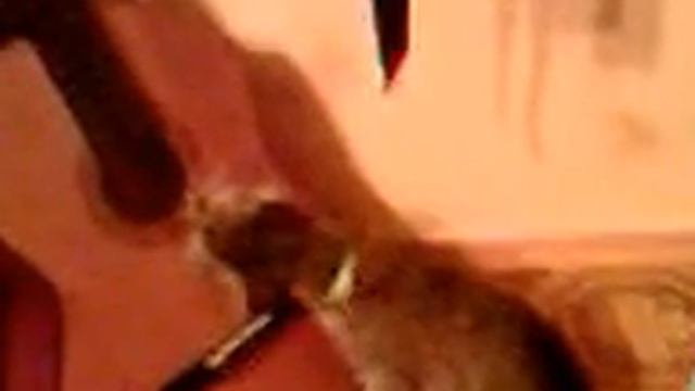 Кошка играет на гитаре :) смотреть онлайн