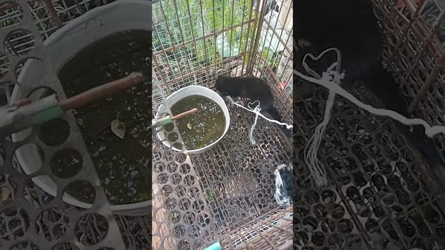 норка съела крысу смотреть онлайн