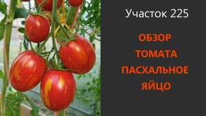 Томат пасхальное яйцо. Красный с золотом!