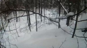 Очередная проверка капканов на Куницу...