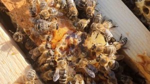 ЛУЧШЕЕ ЧТО ЕСТЬ В ПРИРОДЕ