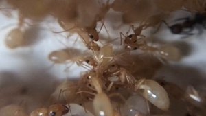 CAMPONOTUS TURKESTANUS - МИНИ ИСТОРИЯ