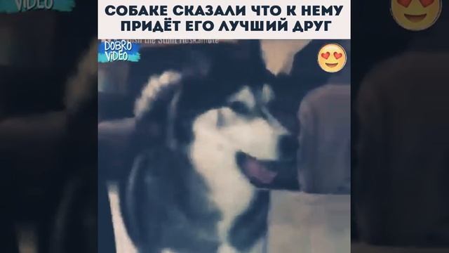 Хаски радуется увидеть лучшего друга) смотреть онлайн