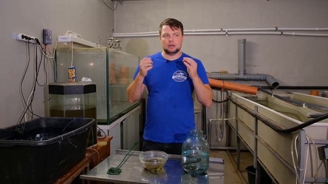 Медицинские пиявки. Выращивание нового гидробионта на Акваферме