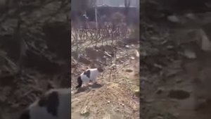 Коты бьют собак