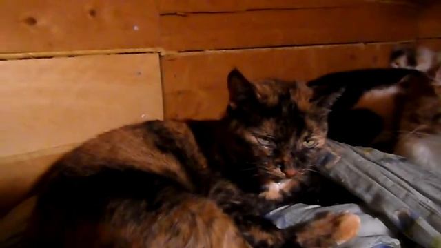 Возьмите взрослую кошку Рыську! смотреть онлайн