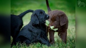 Каталог пород собак. Гладкошерстный ретривер Flat-Coated Retriever
