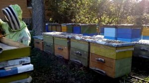 Наша пасека