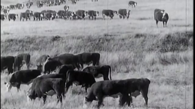 Soil Erosion and the Dust Bowl смотреть онлайн