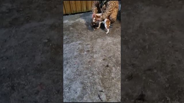 Эпаньоль Бретон 8 мес подача смотреть онлайн