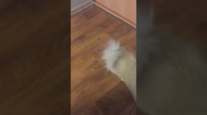 А нашли на улице собаку и называется она шпиц у кого такая собака????