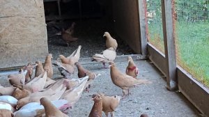 Утро и новички в голубятне
