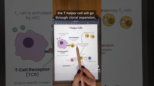 Immunity: T Helper Cells #anatomy #anatomyandphysiology #biology #premed #physiology #microbiology