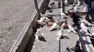 Краткий обзор голубей у Аслана.  Overview of pigeons from Aslan.