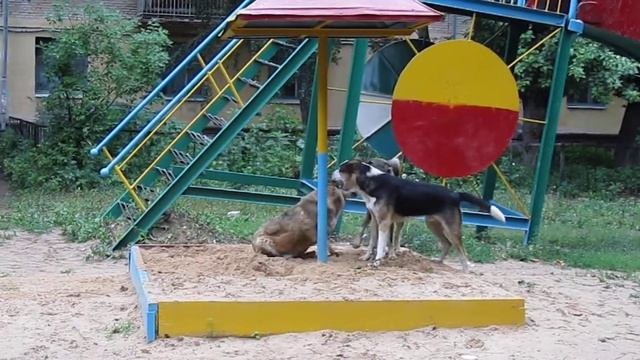 собаки на пляже смотреть онлайн