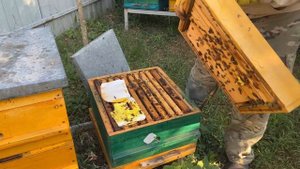 ПОЗДНИЕ ОТВОДКИ , КАК РАЗОГНАТЬ