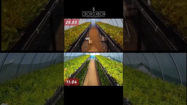Мы все ещё в процессе. разница поражает