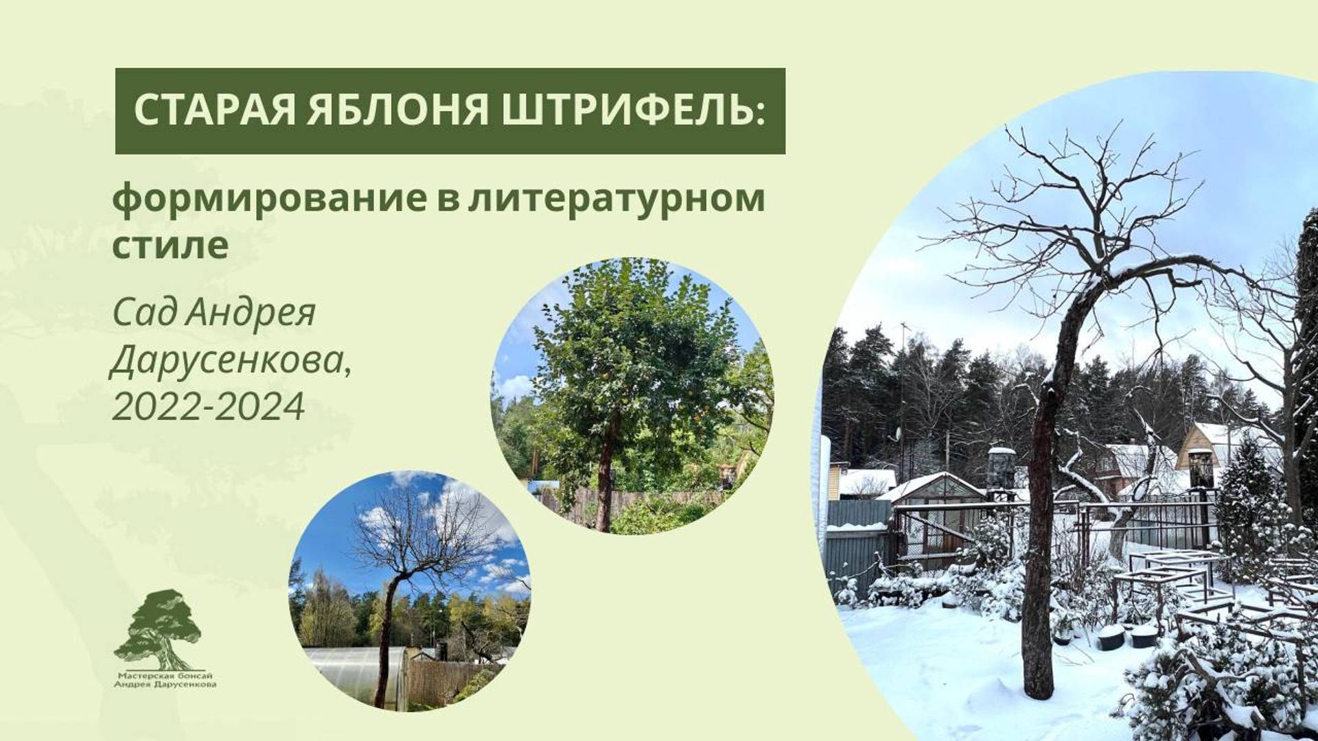 Обрезка плодовых: яблоня штрифель в литературном стиле
