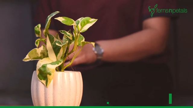 #HappyCorners - What is Pinching Method by Ferns N Petals