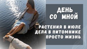 Питомник в июле, вторая волна черенкования, текущие заботы. Обзор Р9 туи, сосны.