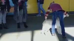 Голден ретривер выставка. Щенок. Могилев 28.01.2012.mp4