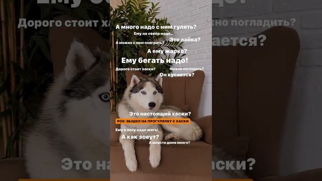 Самые популярные разговоры от людей. 🎥 Instagram: izotov.allex 🐕 Подпишись!  #хаски #собака #юмор смотреть онлайн