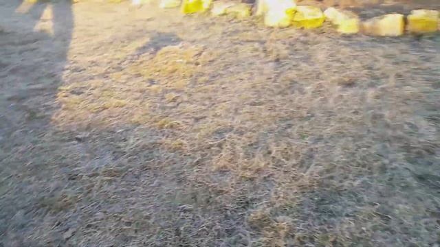 Собака играет в Футбол смотреть онлайн