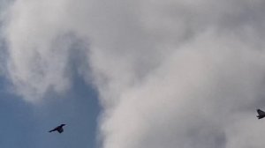 07.06.19. Голуби летят домой.  Pigeons are flying home.