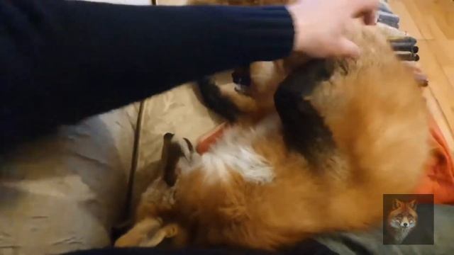 Алиса Лиса (Мокрая,Худая,Веселая) смотреть онлайн