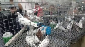 ЯРМАРКА ГОЛУБЕЙ. МОСКВА. 01.10.22