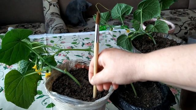 Ранний урожай огурчиков. Как я это делаю.