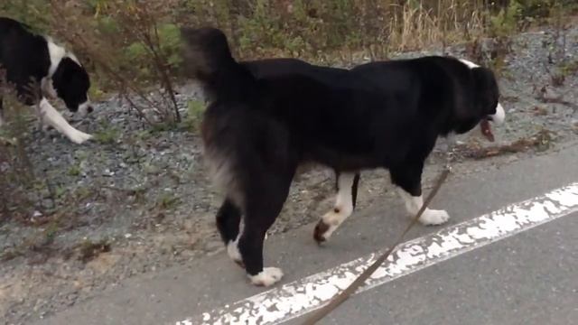 ХАРИТОН(Карим Саид Молоссы из Азии и Нурана) смотреть онлайн