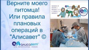 Когда вы вернете нам питомца, после операции? Или как ведется прием плановых операций в "Алисавет"