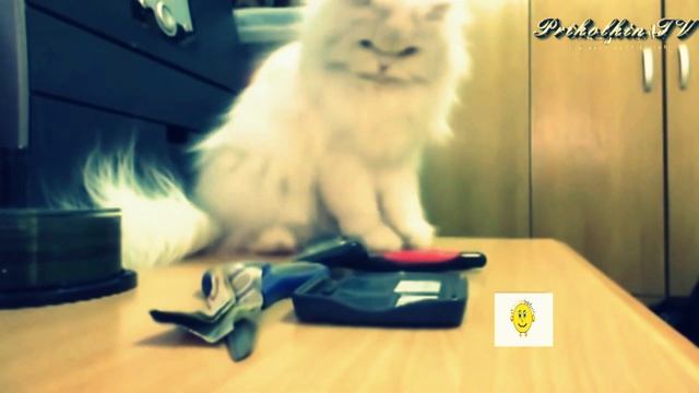 ПРИКОЛЫ С КОШКАМИ 2016 смотреть онлайн