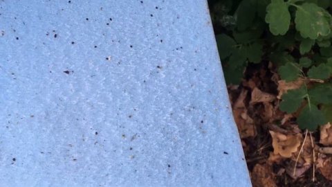 Обработка пчёл бивароолом